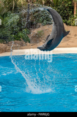 Dolphin Durchführung im Loro Parque, Puerto de la Cruz, Teneriffa Stockfoto