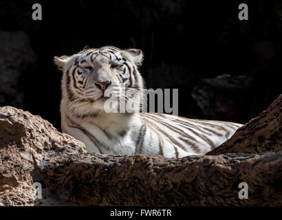 White Bengal Tiger liegend Stockfoto