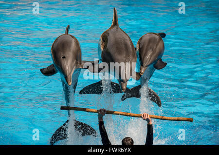 3 Delphine im Loro Parque, Puerto de la Cruz, Teneriffa Stockfoto