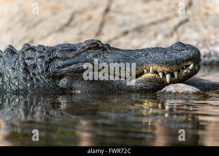 Seitenansicht der ein amerikanischer Alligator-Kopf zeigen die Mund und Zähne Stockfoto