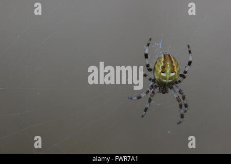 Vier-Punkt Orb-Weaver (Araneus Quadratus) sitzen im Netz. Stockfoto