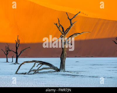 Schwenken Sie tot Kameldornbäume (Vachellia Erioloba) im Dead Vlei vor Sanddünen, Salz, Sossusvlei, Namib-Wüste Stockfoto