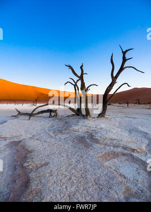 Schwenken Sie tot Kameldornbäume (Vachellia Erioloba) im Dead Vlei vor Sanddünen, Salz, Sossusvlei, Namib-Wüste Stockfoto
