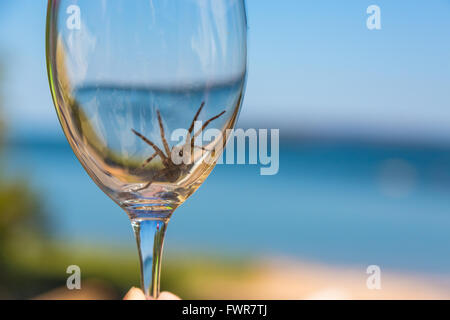 Spinne in ein feines Glas Wein mit einem Fokus Lake Superior im Hintergrund. Stockfoto