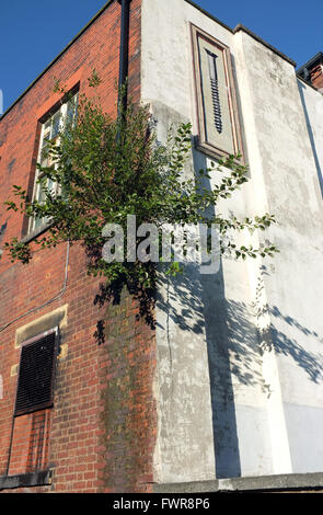 Ein großer Baum pflanzen, Wurzeln im Mauerwerk einer Stadt zentrum Gebäude, die das Regenwasser Fallrohr verursacht einige Schäden. England Großbritannien Stockfoto