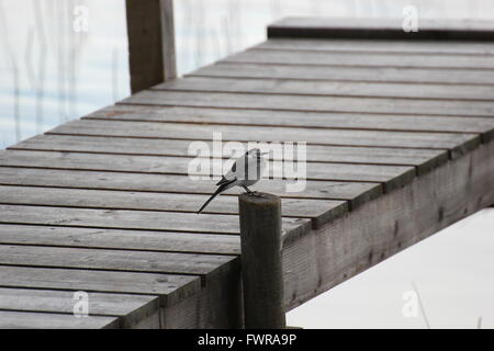 Bachstelze (Motacilla Alba) auf einem Dock. Stockfoto