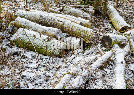 Winter Kraftstoff. Gesägt Protokolle auf einem winterlichen Waldboden durch eine dünne Schicht Schnee, England, Großbritannien Stockfoto