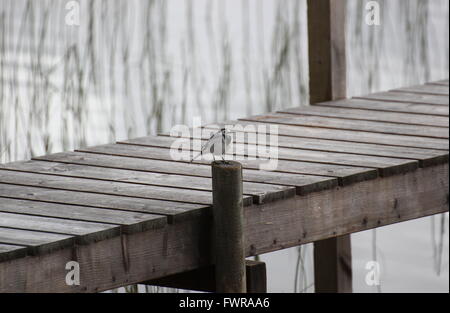 Bachstelze (Motacilla Alba) auf einem Dock. Stockfoto