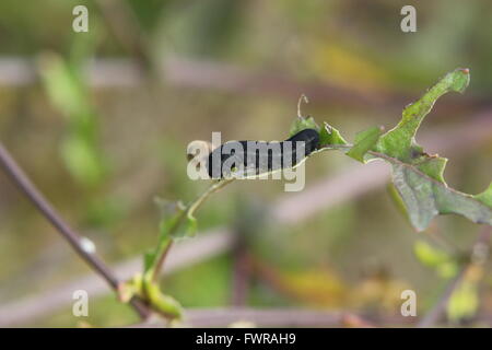 Raupe des Blattwespen aus der Familie Tenthredinidae Essen. Es sitzt auf einem halb gegessen Blatt. Stockfoto