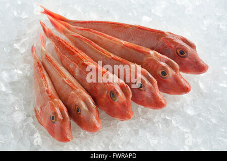 Vielzahl von frischer roher Roter Knurrhahn Fische auf Eis Stockfoto