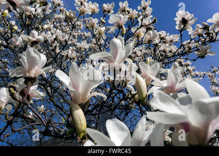 Magnolienbaum blüht Weiße Blüten auf den Zweigen, die blühen Frühfrühling Garten gegen den blauen Himmel Stockfoto