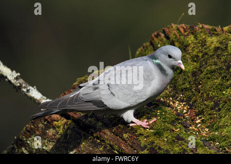 Hohltaube (Columba Oenas) Stockfoto