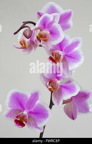 Phalaenopsis Orchideen (Phalaenopsis sp) close-up auf weißem Hintergrund mit Multi-exposure Stockfoto