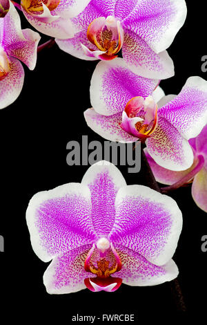 Phalaenopsis Orchideen (Phalaenopsis sp) close-up auf schwarzem Hintergrund Stockfoto