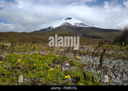 Cotopaxi Vulkan über blühende Plateau, Anden-Hochland von Ecuador, Südamerika Stockfoto