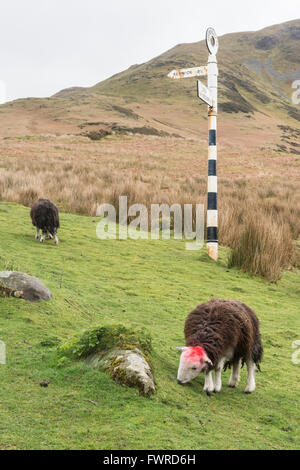 Herdwick Schafe grasen auf den Dorf Buttermere, Lake District, Cumbria, England, UK Stockfoto