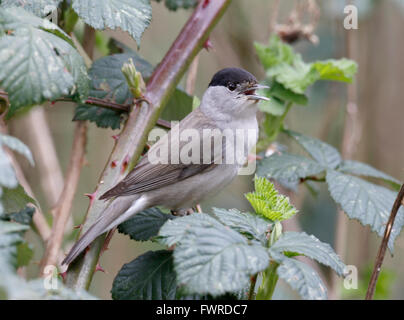 Schwarze Kappe (Siliva atricapilla) Stockfoto