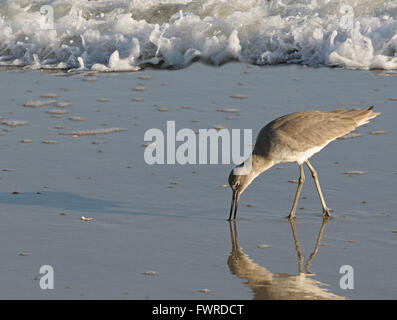 Willet Shorebird Fütterung auf einem sandigen Strand mit Brandung näher. Stockfoto