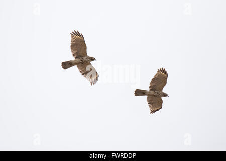 Rot-geschultert Hawk im Flug Stockfoto