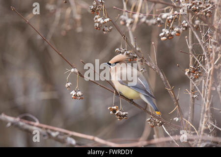 Zeder Seidenschwanz (Bombycilla Cedrorum) Essen Beeren im Frühjahr Stockfoto