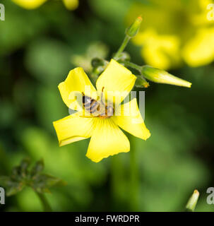 Honigbienen sammeln süßen Pollen von gemeinsamen Oxalis Unkraut Oxalidaceae oder Sauerklee Soursob wachsen in der Straße kurz vor. Stockfoto