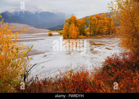 Herbstlaub am Medano Creek im Great Sand Dunes National Park 9. Oktober 2014 in Mosca, Colorado. Stockfoto