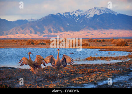 Kraniche im Great Sand Dunes National Park wie Schnee deckt Mount Herard 23. März 2014 in Mosca, Colorado. Stockfoto