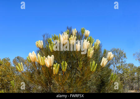 Grevillea Candelabroides, Kalbarri National Park, Western Australia, Australien Stockfoto