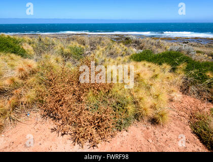 Beach-Spinifex (Spinifex Longifolius), Kalbarri National Park, Western Australia, WA, Australien Stockfoto