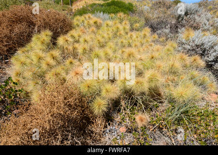 Beach-Spinifex (Spinifex Longifolius), Kalbarri National Park, Western Australia, WA, Australien Stockfoto