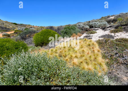 Beach-Spinifex (Spinifex Longifolius), Kalbarri National Park, Western Australia, WA, Australien Stockfoto