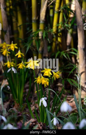Narzisse Tete ein Tete Phyllostachys Aureosulcata Aureocaulis gelb Bambus Blume Blumen Frühling RM floral Stockfoto