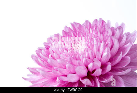 Nahaufnahme rosa Chrysantheme auf weiß Stockfoto