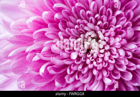 Nahaufnahme rosa Chrysantheme Stockfoto
