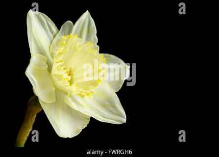 Blasse gelbe Narzisse auf schwarz Stockfoto