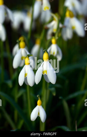 Galanthus Nivalis Lowick Sandersii Gruppe gelb Hybrid Snowdrop Schneeglöckchen Frühlingsblumen Blume RM Floral Stockfoto