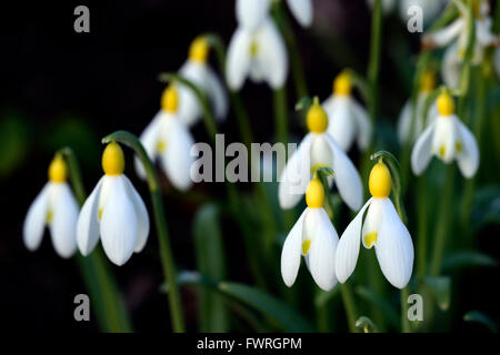 Galanthus Nivalis Lowick Sandersii Gruppe gelb Hybrid Snowdrop Schneeglöckchen Frühlingsblumen Blume RM Floral Stockfoto