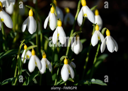 Galanthus Nivalis Lowick Sandersii Gruppe gelb Hybrid Snowdrop Schneeglöckchen Frühlingsblumen Blume RM Floral Stockfoto