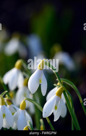 Galanthus Nivalis Lowick Sandersii Gruppe gelb Hybrid Snowdrop Schneeglöckchen Frühlingsblumen Blume RM Floral Stockfoto