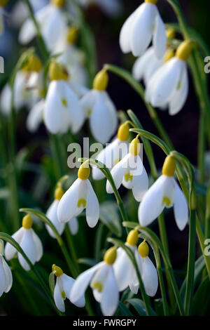 Galanthus Nivalis Lowick Sandersii Gruppe gelb Hybrid Snowdrop Schneeglöckchen Frühlingsblumen Blume RM Floral Stockfoto