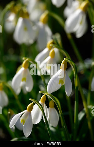 Galanthus Nivalis Lowick Sandersii Gruppe gelb Hybrid Snowdrop Schneeglöckchen Frühlingsblumen Blume RM Floral Stockfoto