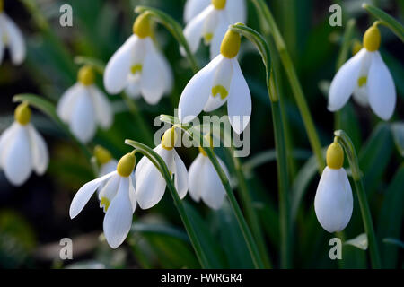 Galanthus Nivalis Lowick Sandersii Gruppe gelb Hybrid Snowdrop Schneeglöckchen Frühlingsblumen Blume RM Floral Stockfoto