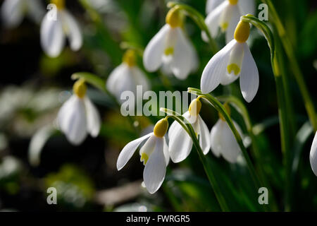 Galanthus Nivalis Lowick Sandersii Gruppe gelb Hybrid Snowdrop Schneeglöckchen Frühlingsblumen Blume RM Floral Stockfoto