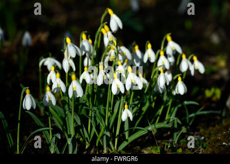 Galanthus Nivalis Lowick Sandersii Gruppe gelb Hybrid Snowdrop Schneeglöckchen Frühlingsblumen Blume RM Floral Stockfoto