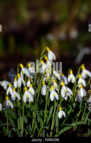 Galanthus Nivalis Lowick Sandersii Gruppe gelb Hybrid Snowdrop Schneeglöckchen Frühlingsblumen Blume RM Floral Stockfoto