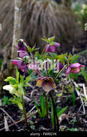 Nieswurz Helleborus dunkel rosa Picotee Hybriden Hybriden Frühling Blumen Blüte Blüten RM Floral Stockfoto