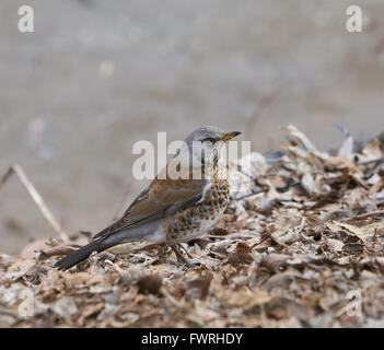 Ein Catbird ist auf dem Boden stehen und zuschauen Stockfoto