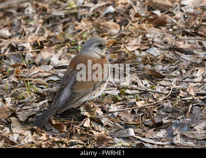 Ein Catbird ist auf dem Boden im Frühling Suche nach Nahrung Stockfoto