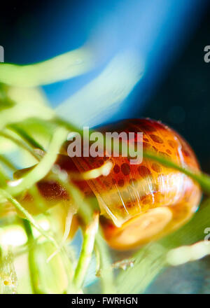 Aquarium-Schnecke Stockfoto