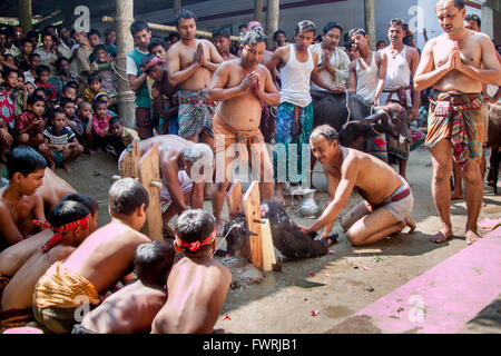 Opfer einer kleinen Ziege als eine Gabe für die Göttin Durga während der Durga Puja Festival feiern. © jahangir Alam onuchch Stockfoto